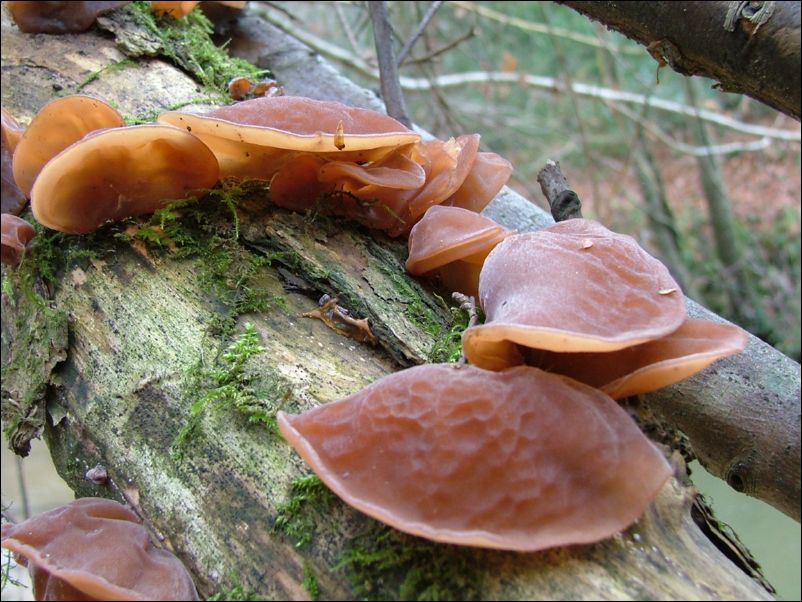 jews ear